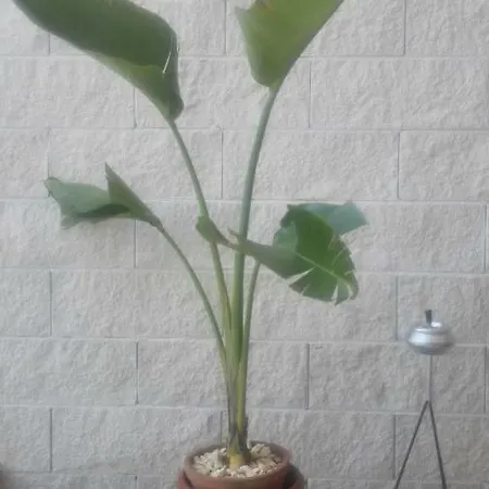 Triskele 2*